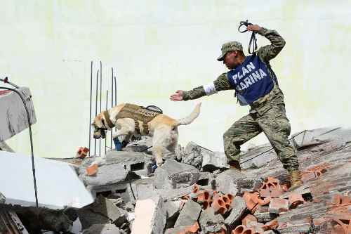 Video: Muere Frida, la perrita rescatista del sismo del 2017 que conquistó al mundo